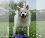 Small #24 Pomeranian Mix