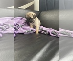 Small Photo #14 Pug Puppy For Sale in LITTLE FALLS, NJ, USA