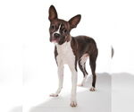 Small #1 Chihuahua