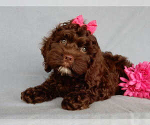 Cockapoo Puppy for Sale in MILLERSBURG, Ohio USA