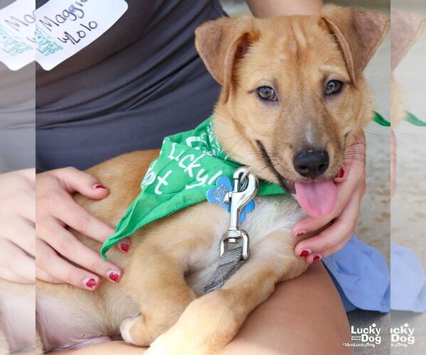 Medium Photo #4 Mutt Puppy For Sale in Washington, DC, USA