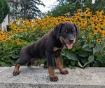 Small #5 Rottweiler