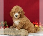 Small #1 Goldendoodle