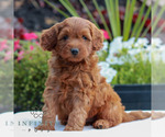 Small #2 Goldendoodle (Miniature)