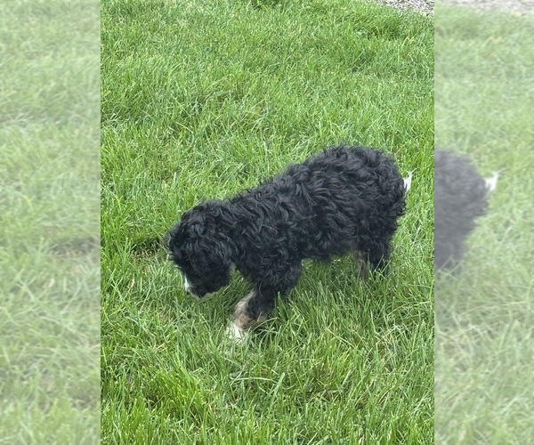 Medium Photo #10 Miniature Bernedoodle Puppy For Sale in LONGMONT, CO, USA