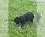 Small #9 Miniature Bernedoodle