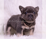 Small #3 French Bulldog