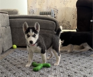 Siberian Husky Puppy for sale in LEVITTOWN, PA, USA