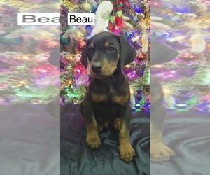 Doberman Pinscher Puppy for sale in POMEROY, OH, USA