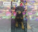 Image preview for Ad Listing. Nickname: Beau