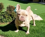 Small #1 French Bulldog