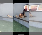 Small Photo #14 Belgian Malinois Puppy For Sale in COLTON, CA, USA