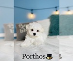 Small Photo #10 Maltese Puppy For Sale in COOKEVILLE, TN, USA