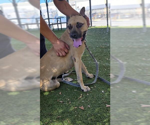 Medium Photo #1 Boxer-Unknown Mix Puppy For Sale in Downey, CA, USA