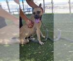 SUNDAY - Female Boxer-Unknown Mix Dog for Adoption - Small photo