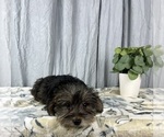 Small #4 Schnoodle (Standard)
