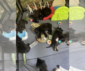 German Shepherd Dog Litter for sale in WEST POINT, VA, USA