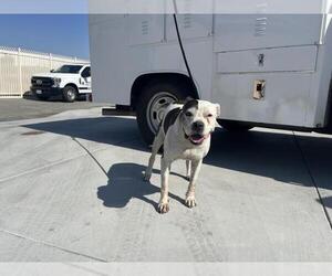Boxer-Unknown Mix Dogs for adoption in Corona, CA, USA