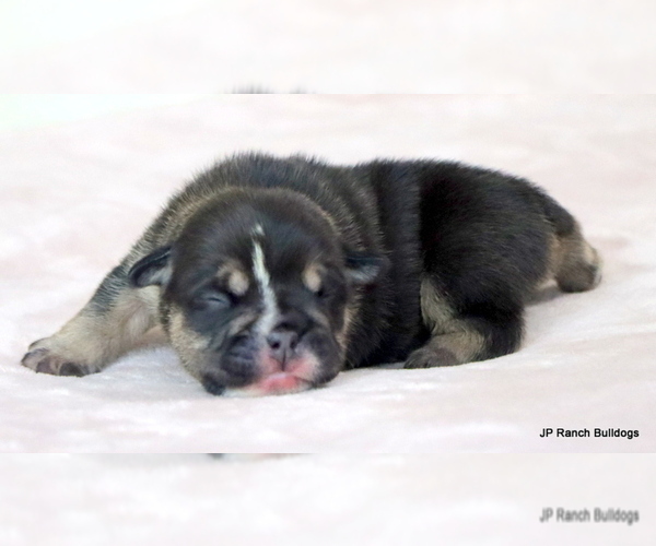 Medium Photo #10 Bulldog Puppy For Sale in WINNSBORO, TX, USA