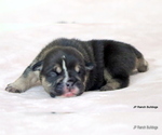 Small #9 Bulldog