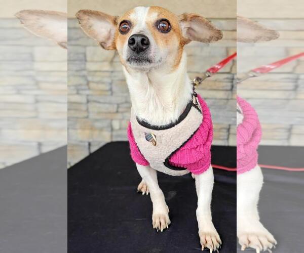 Medium Photo #3 Chihuahua-Unknown Mix Puppy For Sale in Seattle, WA, USA