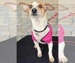 Small #2 Chihuahua Mix