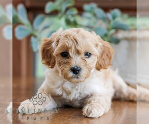 Poovanese Puppy for sale in LEBANON, PA, USA