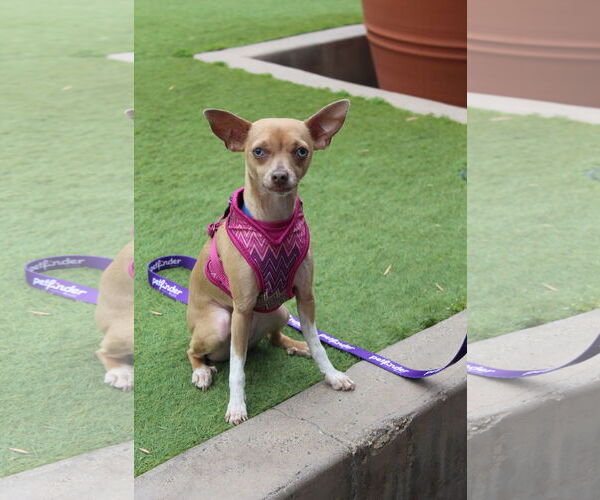 Medium Photo #6 Italian Greyhuahua Puppy For Sale in Imperial Beach, CA, USA
