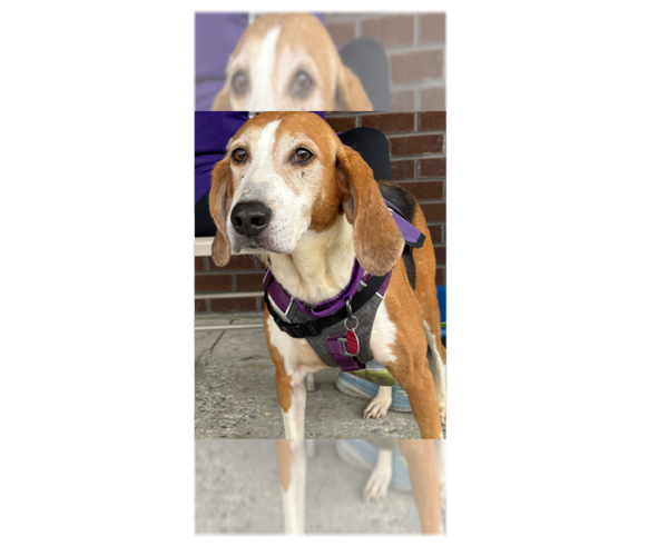 Medium Photo #5 Coonhound Puppy For Sale in Greenbelt, MD, USA