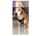 Small #4 Coonhound