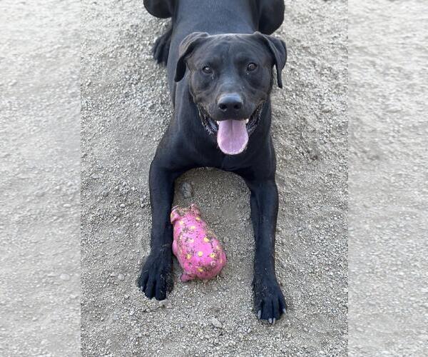 Medium Photo #1 Mastador Puppy For Sale in Incline Village, NV, USA
