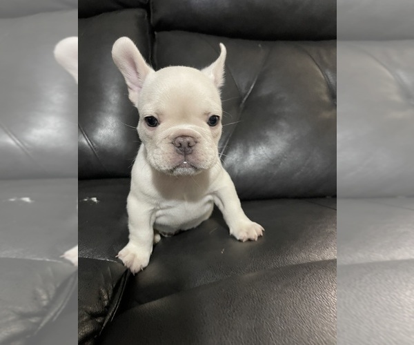 Medium Photo #5 French Bulldog Puppy For Sale in SAN BERNARDINO, CA, USA