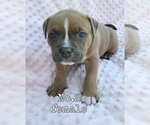 Small Photo #2 American Bully Puppy For Sale in PHOENIX, AZ, USA