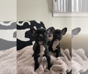 French Bulldog Puppy for sale in FARMER MARKET, CA, USA