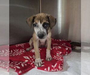 Boxer-Unknown Mix Dogs for adoption in El Centro, CA, USA
