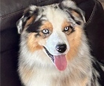 Small Photo #1 Miniature Australian Shepherd Puppy For Sale in CRESTLINE, CA, USA