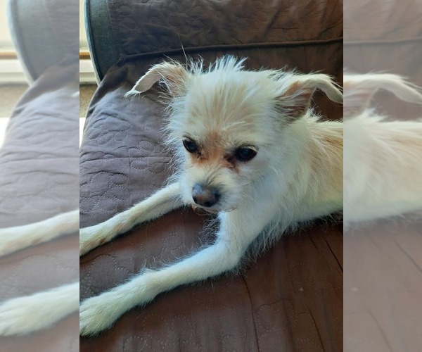 Medium Photo #3 Chihuahua-Unknown Mix Puppy For Sale in Andover, MN, USA