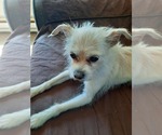 Small #2 Chihuahua Mix