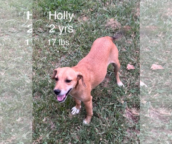 Medium Photo #1 Chiweenie Puppy For Sale in Wakefield, RI, USA