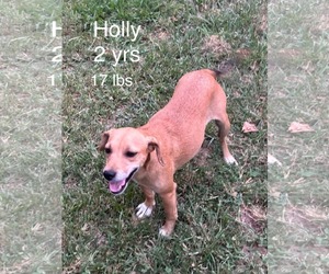 HollyHeart - Female Chiweenie Dog for Adoption