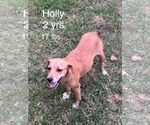 HollyHeart - Female Chiweenie Dog for Adoption - Small photo