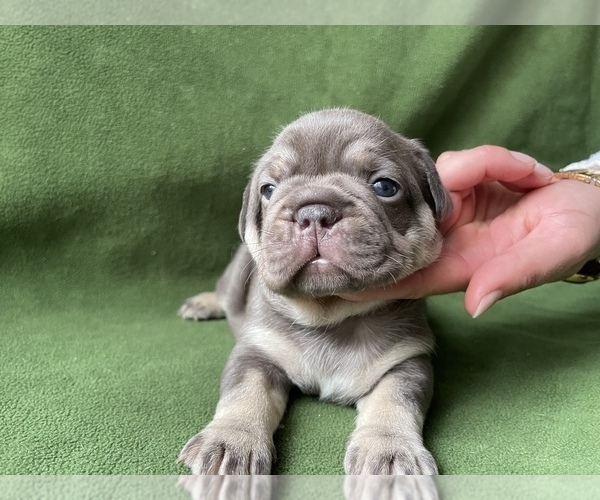Medium Photo #6 French Bulldog Puppy For Sale in PALATINE, IL, USA