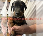 Small #2 Doberman Pinscher