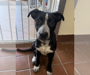 Lab-Pointer Dogs for adoption in Jefferson, NJ, USA