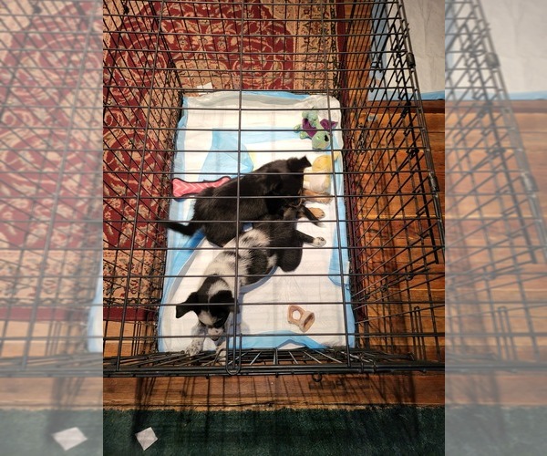 Medium Photo #1 Mutt Puppy For Sale in GREELEY, NE, USA