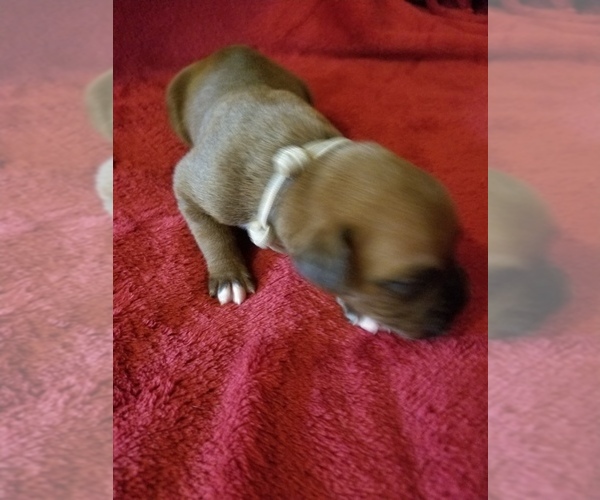 Medium Photo #2 Boxer Puppy For Sale in METROPOLIS, IL, USA