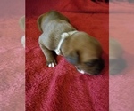 Small Photo #2 Boxer Puppy For Sale in METROPOLIS, IL, USA