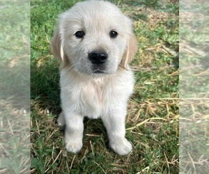 Golden Retriever Puppy for sale in GROVE CITY, PA, USA