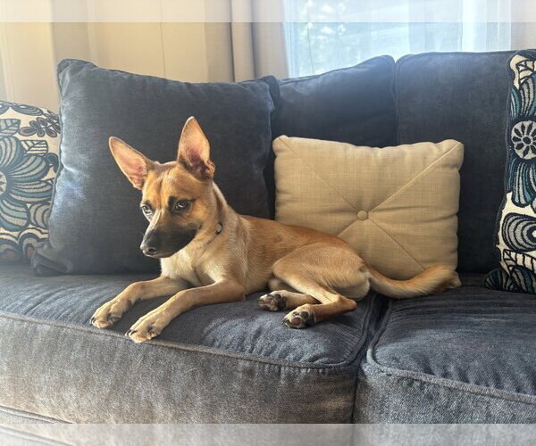 Medium Photo #8 Rat Terrier-Unknown Mix Puppy For Sale in Rockaway, NJ, USA