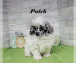 Small #23 Poodle (Toy)